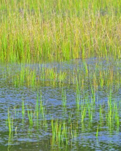 marsh grass3_edited-3