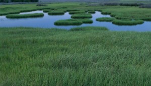 northrivermarsh_edited-1