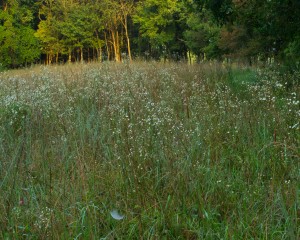 wghighmeadow10x8