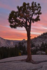 yosemitesunset_tree10x15