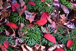 leaves red grn