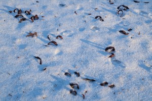 seedpods&snow2