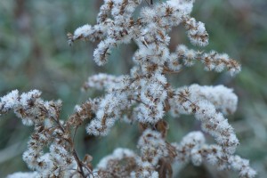 seeds&frost