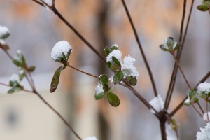 azalea leaves and snow 2