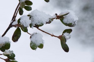 azelea and snow