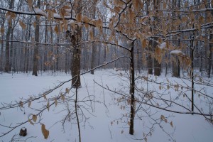 beech and driveway