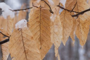 beech leaves