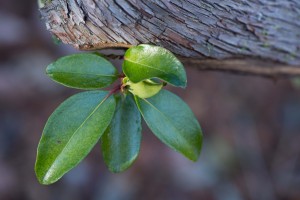 leaf and branch