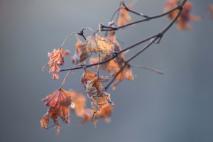 winter leaf