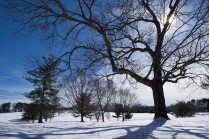 winter shadows tanglewood_edited-3