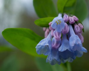 bluebells