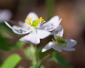 chickweed with dewdrop