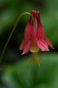 columbine