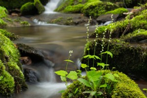 flowers by stream 2