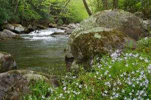 flowers by stream