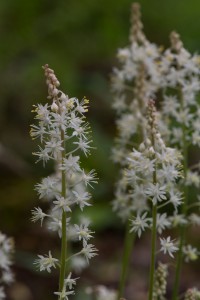 foam flower 2