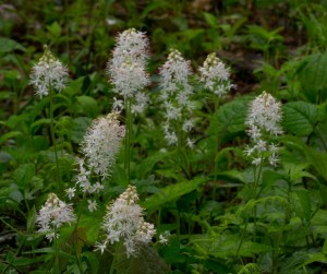 foam flowers