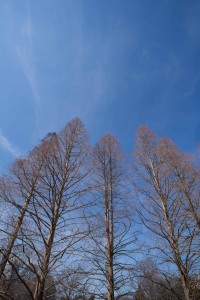 tall trees 2