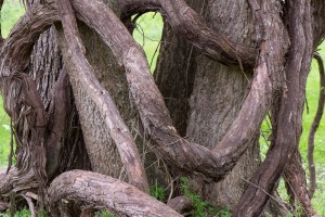 tree and vine_edited-1