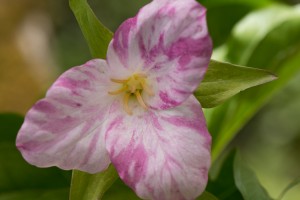 trillium 1_edited-1