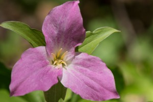 trillium 2_edited-1