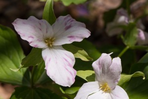 trillium 3_edited-2