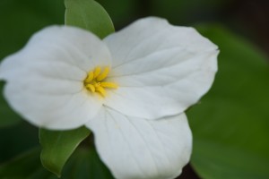 white trillium