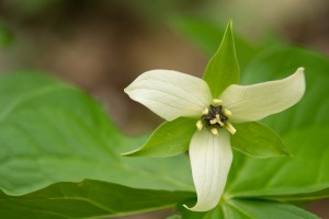 white trillium