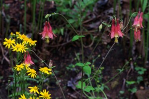 yellow and red wildflowers_edited-2