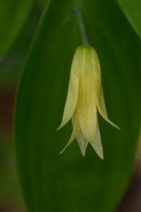 yellow on grn leaf