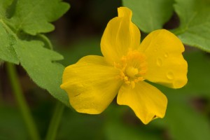 yellow with dew